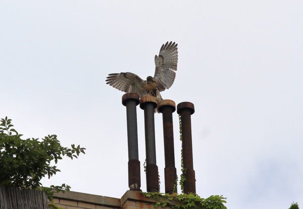 Young fledgling Red-tailed Hawk landing on apartment roof pipes, Washington Square Park (NYC)