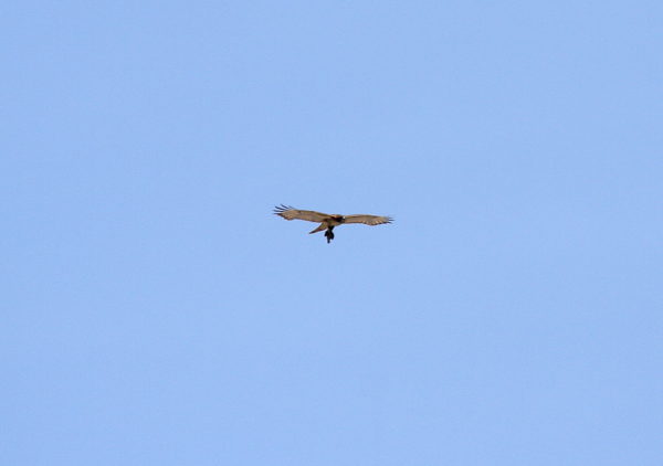 Red-tailed Hawk toting food in its talons flying over Washington Square Park (NYC)