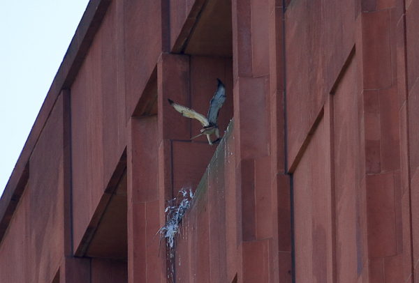 Red-tailed Hawk delivering food to nest babies, Washington Square Park (NYC)