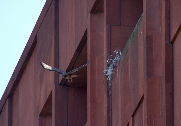 Red-tailed Hawk flying out of nest, Washington Square Park (NYC)