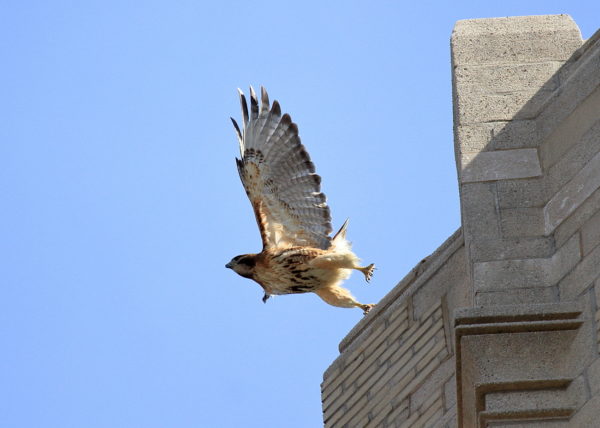 Female Red-tailed Hawk leaping off building, Washington Square Park (NYC)