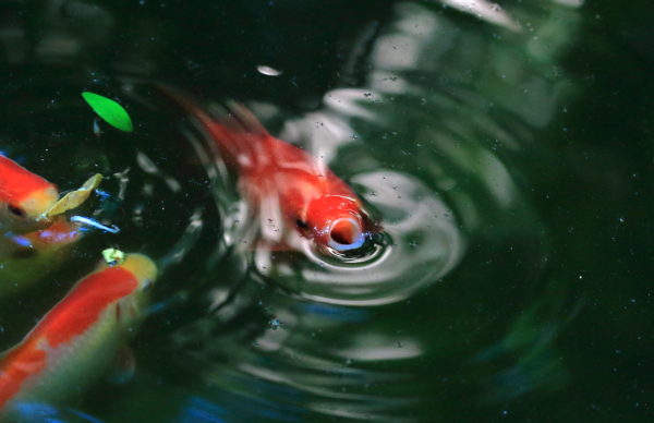 A fish poking its mouth out of a NYC garden pool