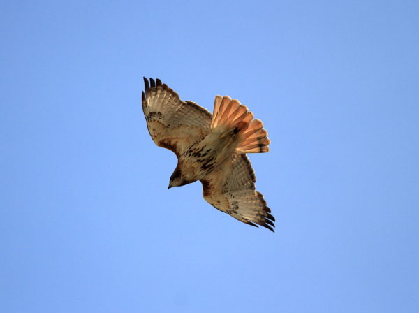 Female Red-tailed Hawk soaring above city, Sadie of Washington Square Park (NYC)