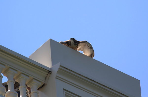 Young Red-tailed Hawk fledgling about to fly off building, Washington Square Park (NYC)