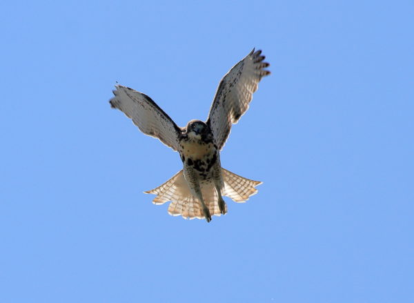 Young fledgling Red-tailed Hawk flying above city, Washington Square Park (NYC)