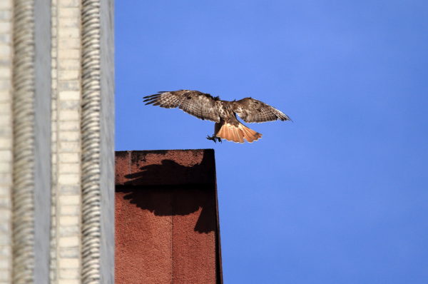 Female Red-tailed Hawk landing on building roof corner, Sadie of Washington Square Park (NYC)