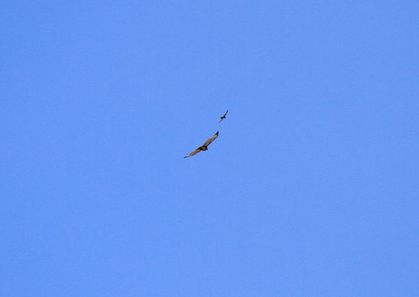 Red-tailed Hawk being chased by smaller raptor over Washington Square Park (NYC)