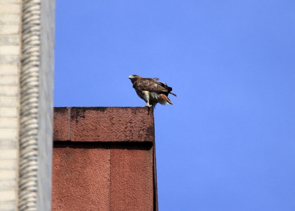 Female Red-tailed Hawk sitting on building roof corner, Sadie of Washington Square Park (NYC)