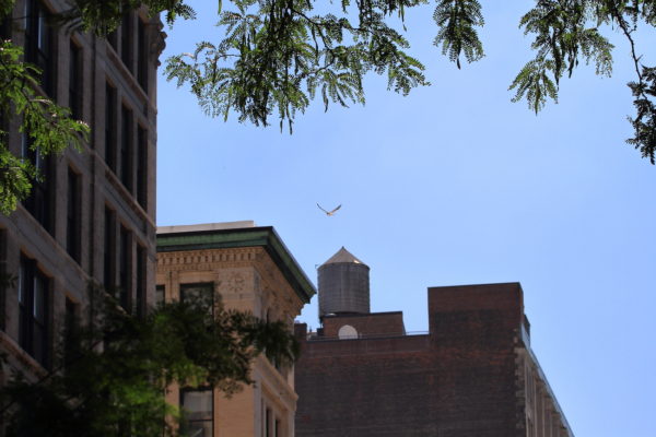 Young fledgling Red-tailed Hawk flying past city buildings, Washington Square Park (NYC)