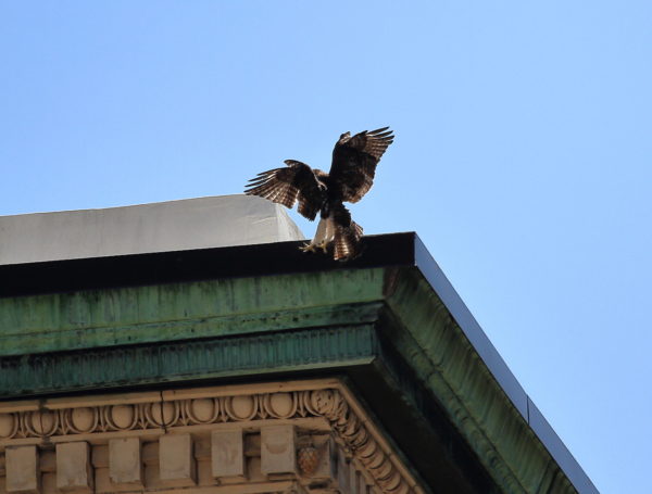 Young fledgling Red-tailed Hawk landing on NYU building, Washington Square Park (NYC)