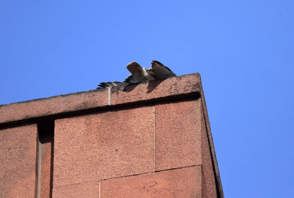 Female Red-tailed Hawk stretching out on building roof corner, Sadie of Washington Square Park (NYC)