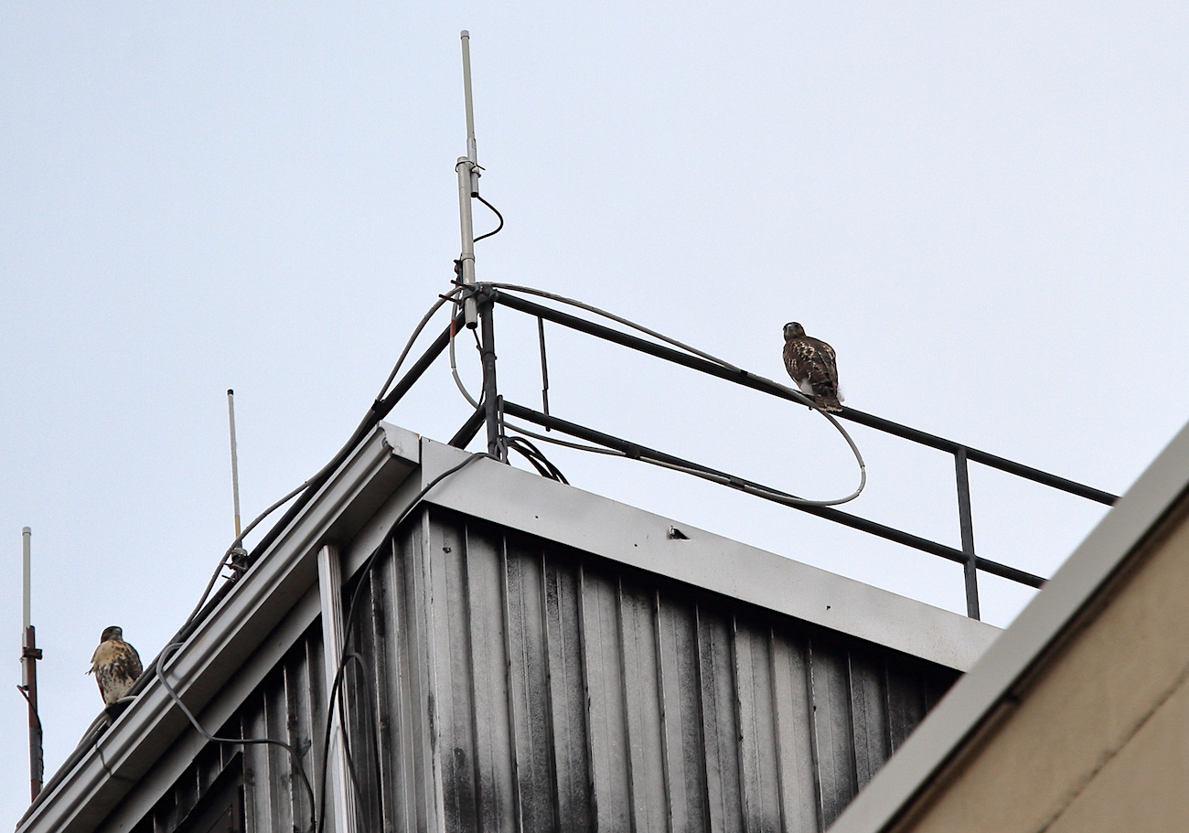 Two Washington Square Park Red-tailed Hawk fledglings sitting on a building top together NYC