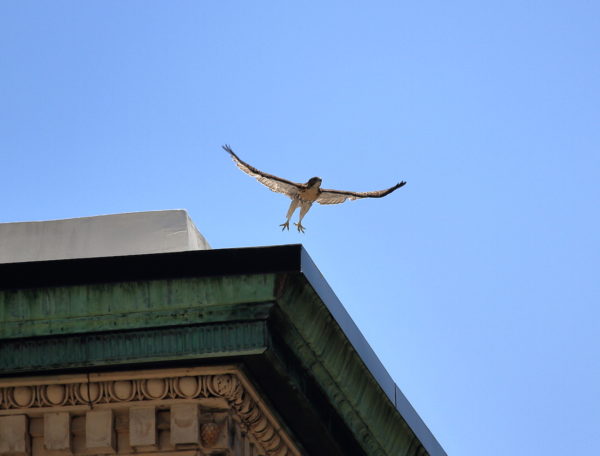 Young fledgling Red-tailed Hawk flying off NYU building, Washington Square Park (NYC)