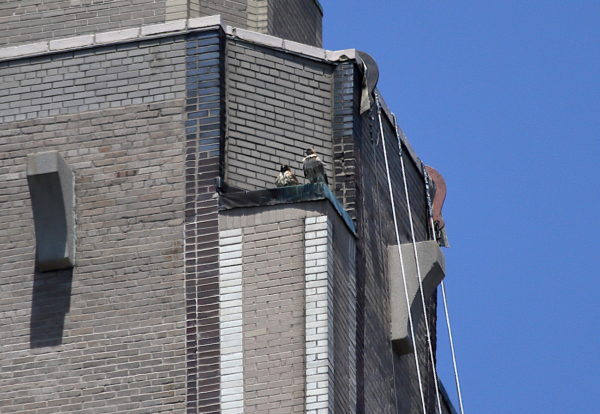 Red-tailed Hawks Bobby and Sadie sitting on One Fifth Avenue apartment building, Washington Square Park (NYC)