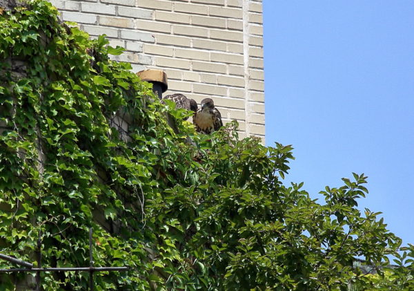 Two Red-tailed Hawk fledglings sitting together apartment terrace, Washington Square Park (NYC)