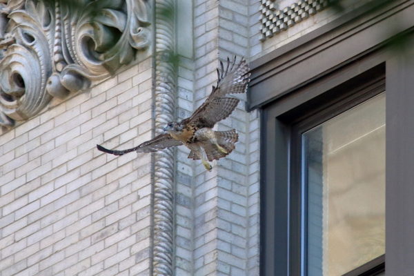 Red-tailed Hawk fledgling flying from NYU building, Washington Square Park