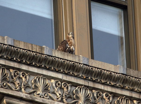 Fledgling NYU nest cam Red-tailed Hawk sitting on window ledge watching siblings, Washington Square Park (NYC)