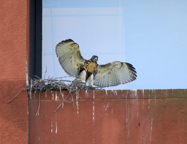 Young Red-tailed Hawk nest cam baby wings outstretched, Washington Square Park (NYC)