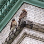 Male and female Washington Square Park NYU Hawk