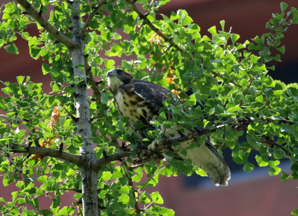 Young fledgling Red-tailed Hawk sitting in tree outside NYU Bobst Library, Washington Square Park (NYC)