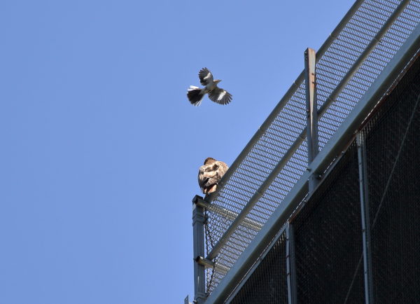 Red-tailed Hawk on NYU building getting harassed by Mockingbird, Washington Square Park (NYC)