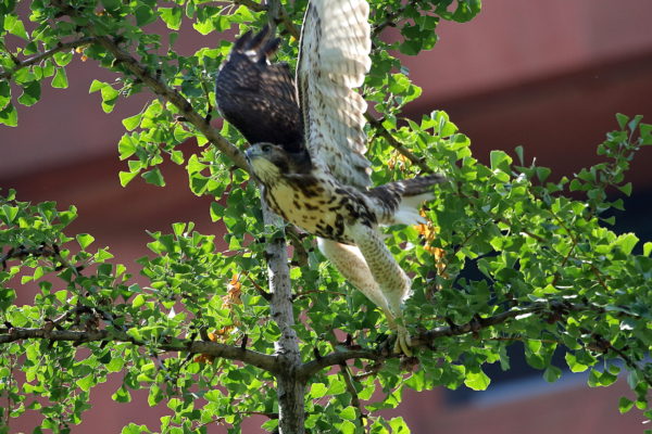 Fledgling Red-tailed Hawk jumping off tree outside NYU Bobst Library, Washington Square Park (NYC)