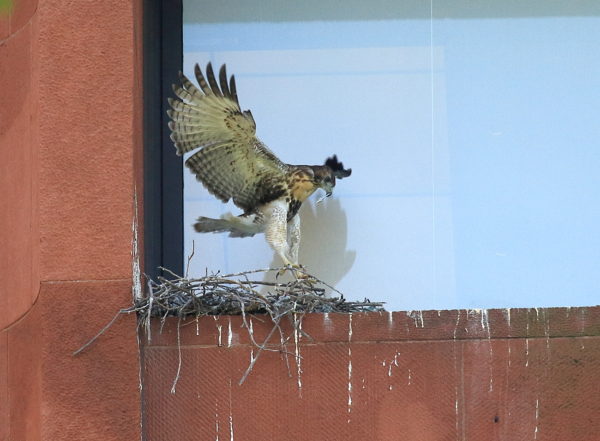Red-tailed Hawk cam baby playing with feather on nest, Washington Square Park (NYC)