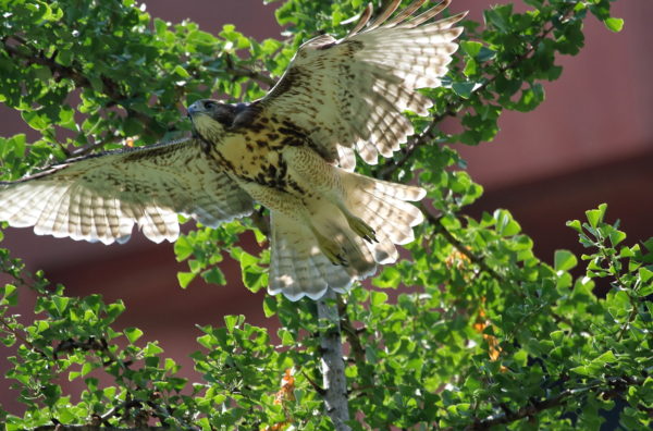 Fledgling Red-tailed Hawk flying past tree NYU Bobst Library, Washington Square Park (NYC)