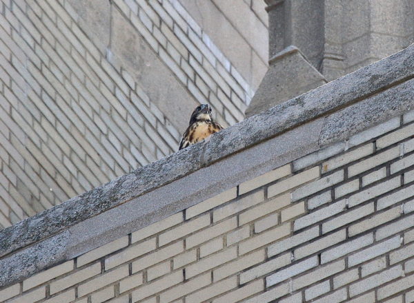 Young Red-tailed Hawk sitting on building crying to mother, Washington Square Park (NYC)