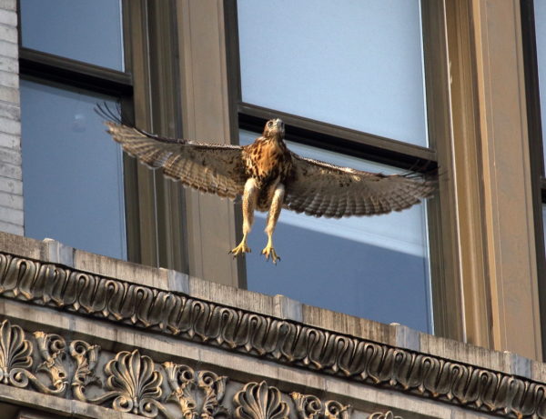 Red-tailed Hawk fledgling leaping off NYU building, Washington Square Park NYC