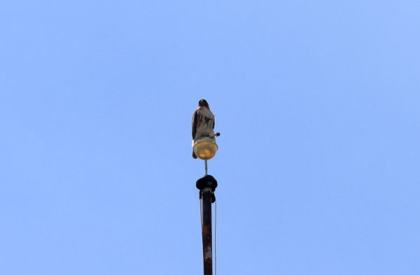 Adult male Red-tailed Hawk sitting on flag pole with leg kicked out, Bobby of Washington Square Park (NYC)