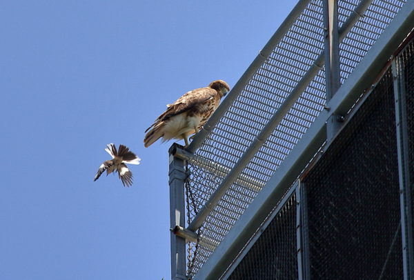 Red-tailed Hawk on NYU building getting harassed by Mockingbird, Washington Square Park (NYC)
