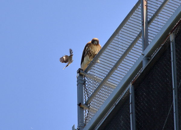 Red-tailed Hawk on NYU building getting harassed by Mockingbird, Washington Square Park (NYC)