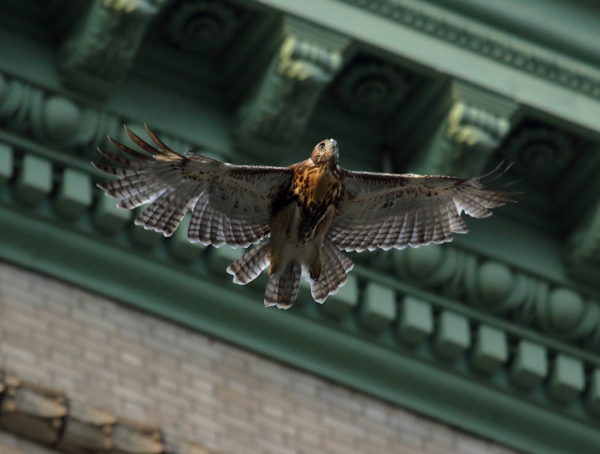 Fledgling NYU Hawk cam Red-tailed Hawk flying over street, Washington Square Park (NYC)