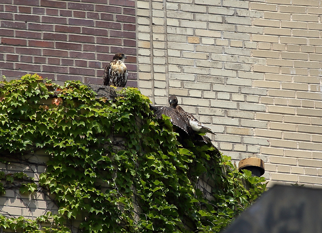Young Red-tailed Hawk fledglings sitting on NYC apartment building, Washington Square Park NYC