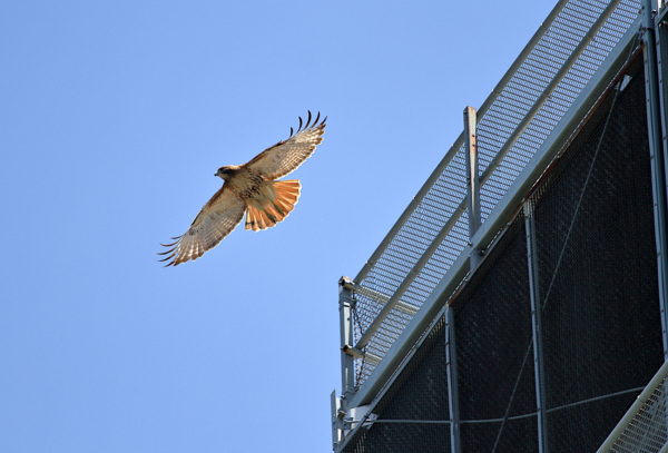 Red-tailed Hawk Sadie flying off NYU building, Washington Square Park (NYC)