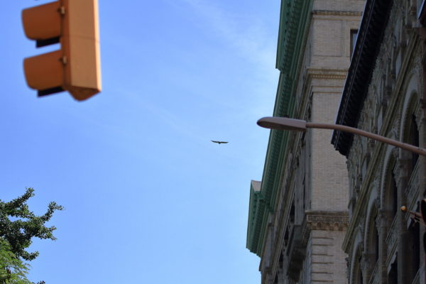 Red-tailed Hawk flying past city buildings, Bobby of Washington Square Park (NYC)