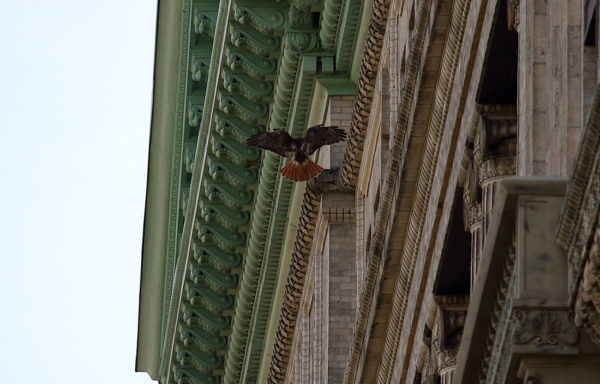 Adult Red-tailed Hawk landing on city building, Bobby of Washington Square Park (NYC)