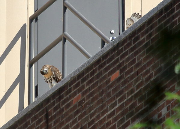 Two Red-tailed Hawk fledglings playing on NYU building, Washington Square Park (NYC)