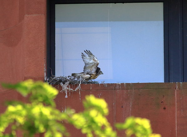 Red-tailed Hawk cam baby about to fly across nest ledge, Washington Square Park (NYC)