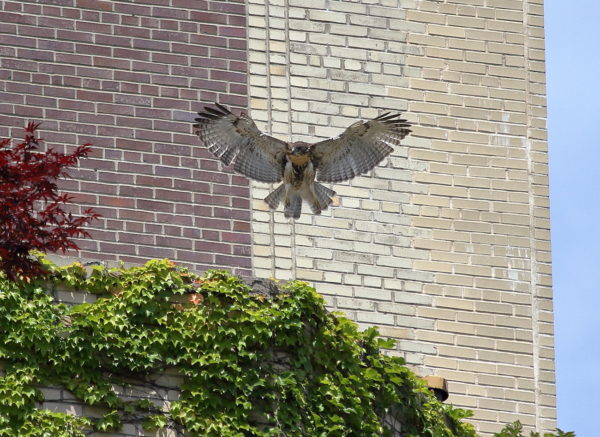 Fledgling Red-tailed Hawk flying on apartment building terrace, Washington Square Park (NYC)