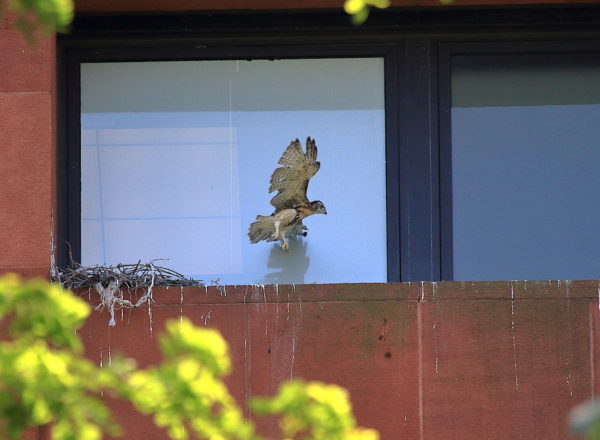 Red-tailed Hawk cam baby flying across nest ledge, Washington Square Park (NYC)