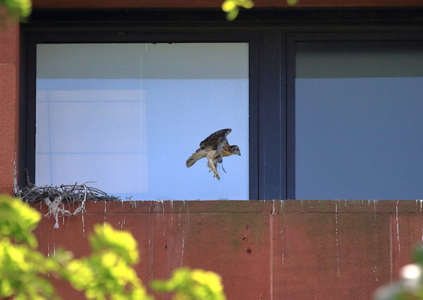Red-tailed Hawk cam baby flying across nest ledge, Washington Square Park (NYC)