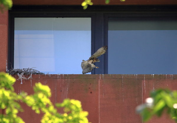 Red-tailed Hawk cam baby flying across nest ledge, Washington Square Park (NYC)