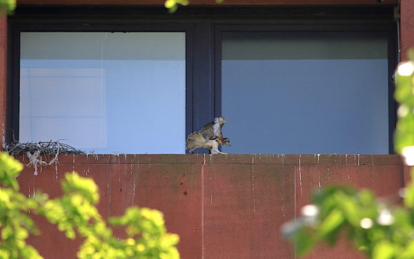 Red-tailed Hawk cam baby landing on nest ledge after flying, Washington Square Park (NYC)