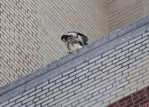 Young fledgling Red-tailed Hawk sitting on building, Washington Square Park (NYC)
