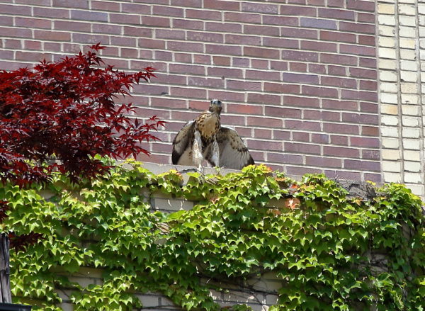 Young Red-tailed Hawk sitting on apartment terrace, Washington Square Park (NYC)