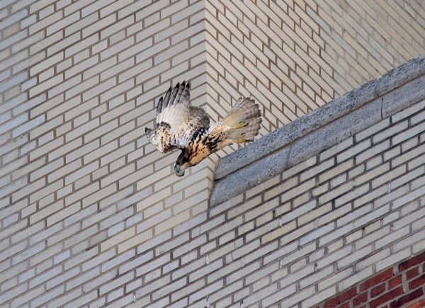 Young fledgling Red-tailed Hawk flying off building perch, Washington Square Park (NYC)