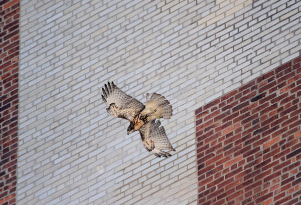 Fledgling Red-tailed Hawk flying past city building, Washington Square Park (NYC)