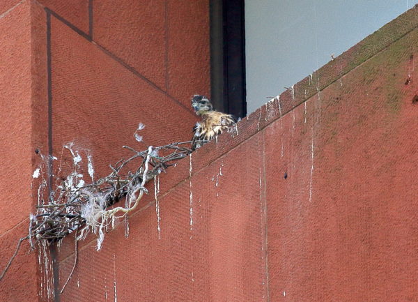 Red-tailed Hawk cam baby looking into Washington Square Park from nest ledge